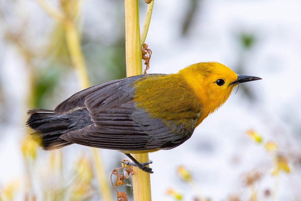 Alabama Bird Search registration now open