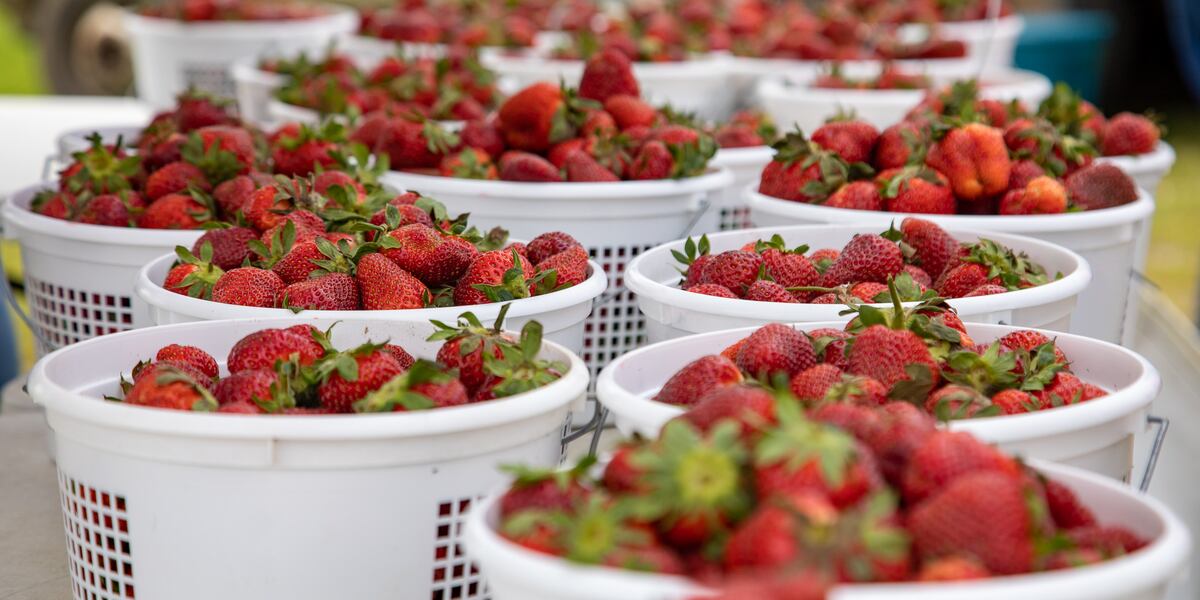 The City of Gadsden hosts Second Annual Strawberry Festival and Blue Jean Brunch